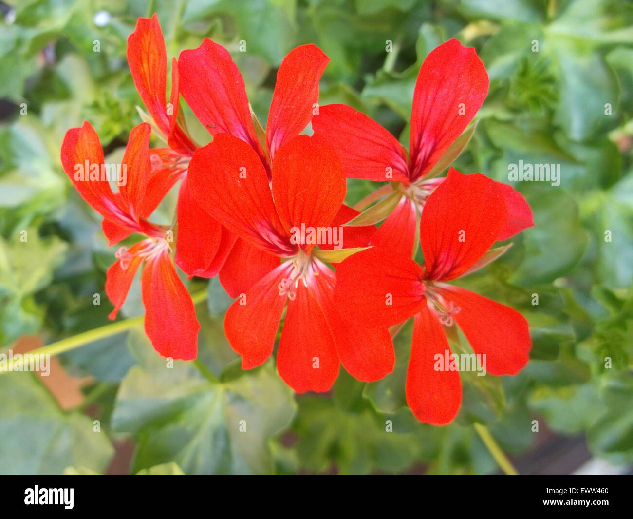 Red petals of a geranium flower Stock Photo