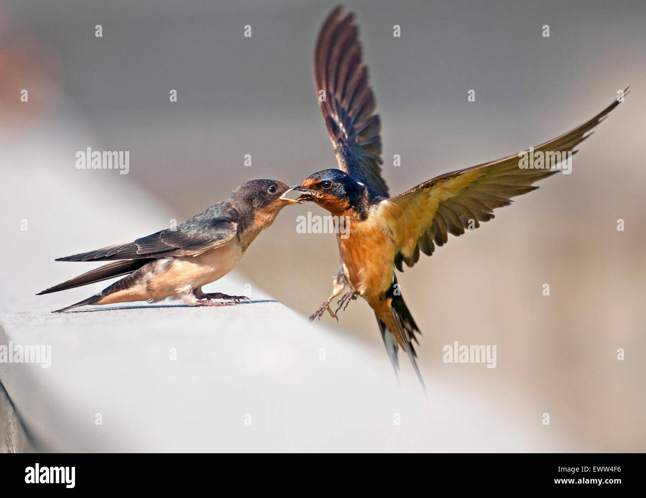 Barn Swallow feeding her baby swallow Stock Photo - Alamy