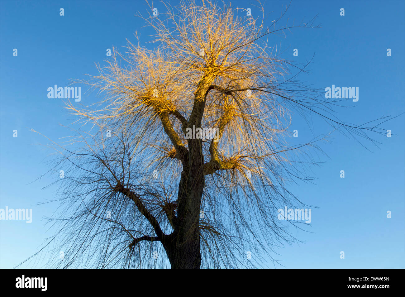 Willow tree partly in the light from the sun during a sunset Stock Photo