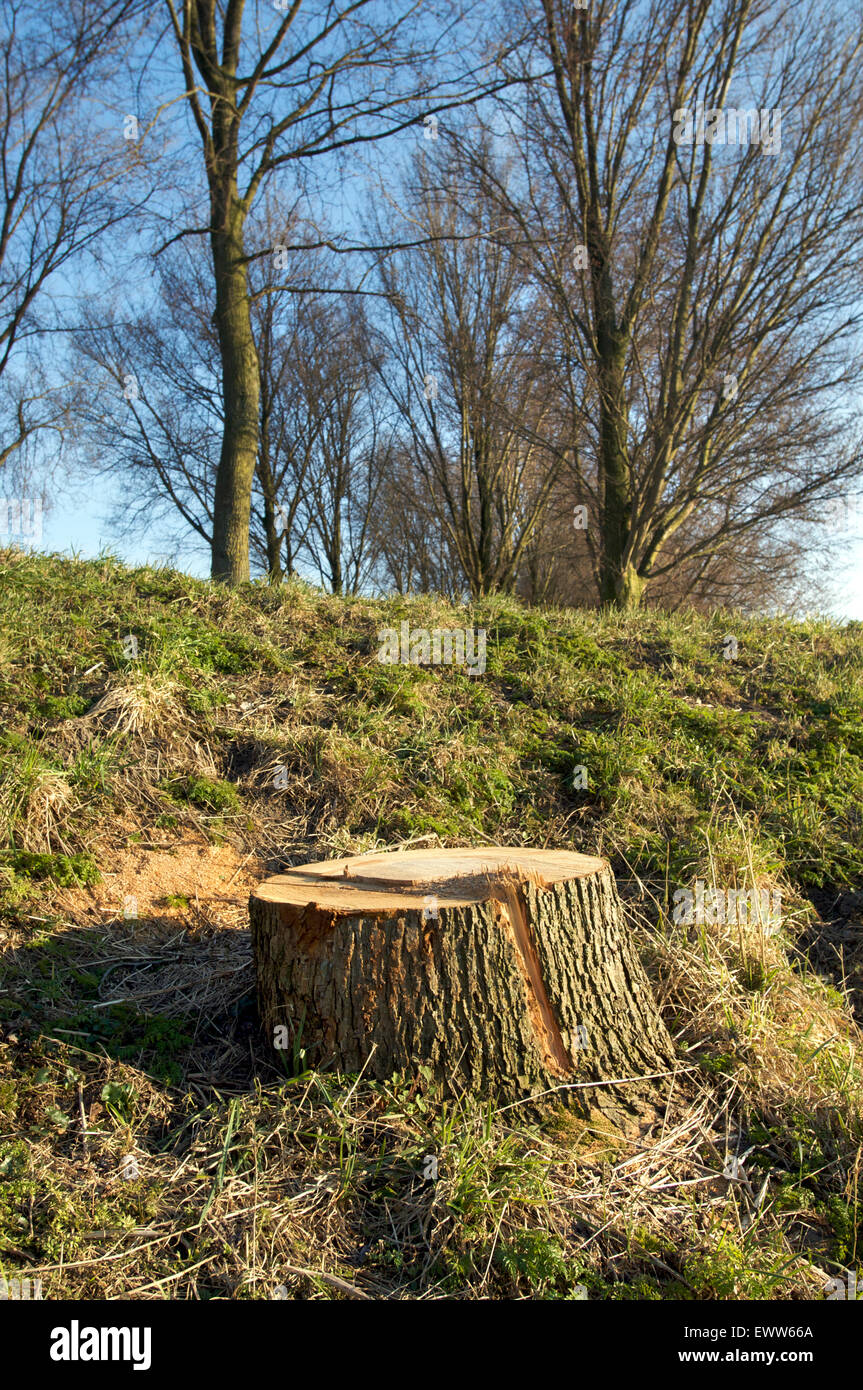 Sawed off tree trunk with full grown trees in the background during the autumn season Stock Photo