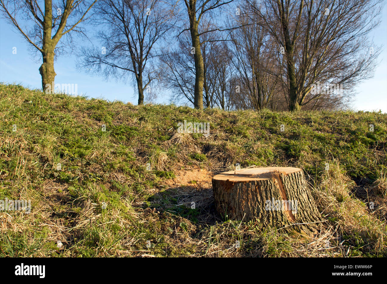 Sawed off tree trunk with full grown trees in the background during the autumn season Stock Photo