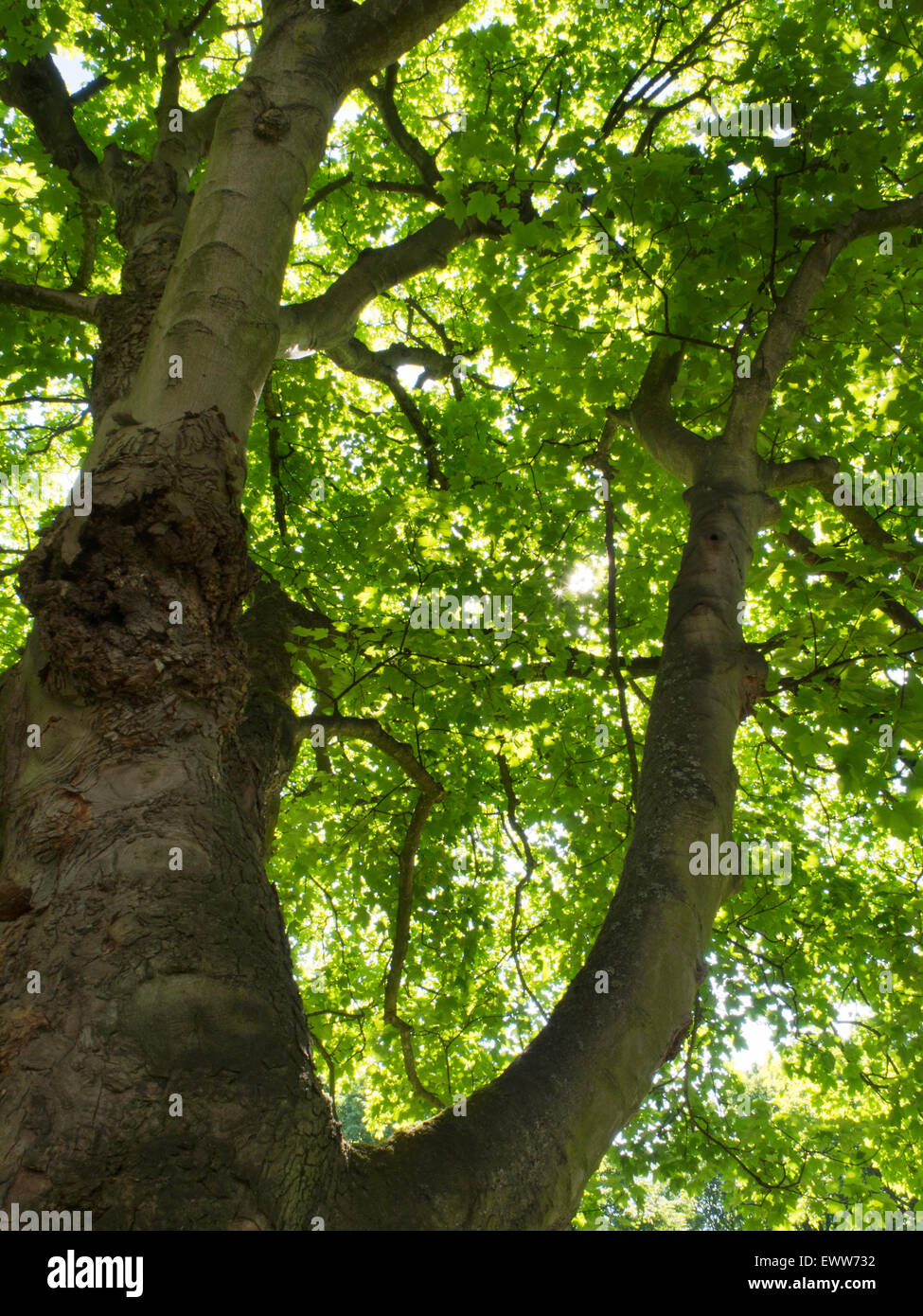 Sunlight through Summer Sycamore Leaves Kirkstall Leeds West Yorkshire England Stock Photo