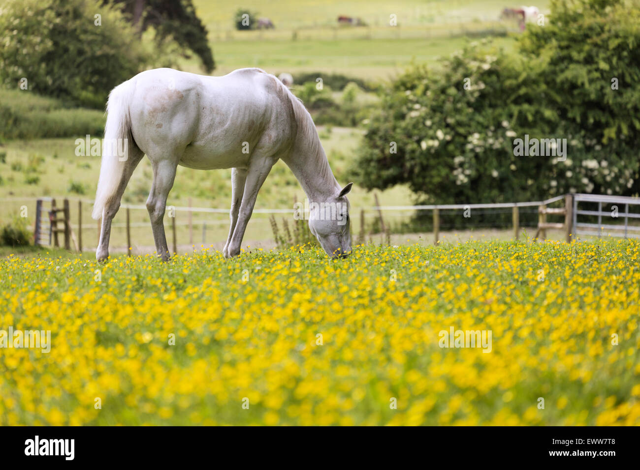 White horse grazing in a field of buttercups Stock Photo