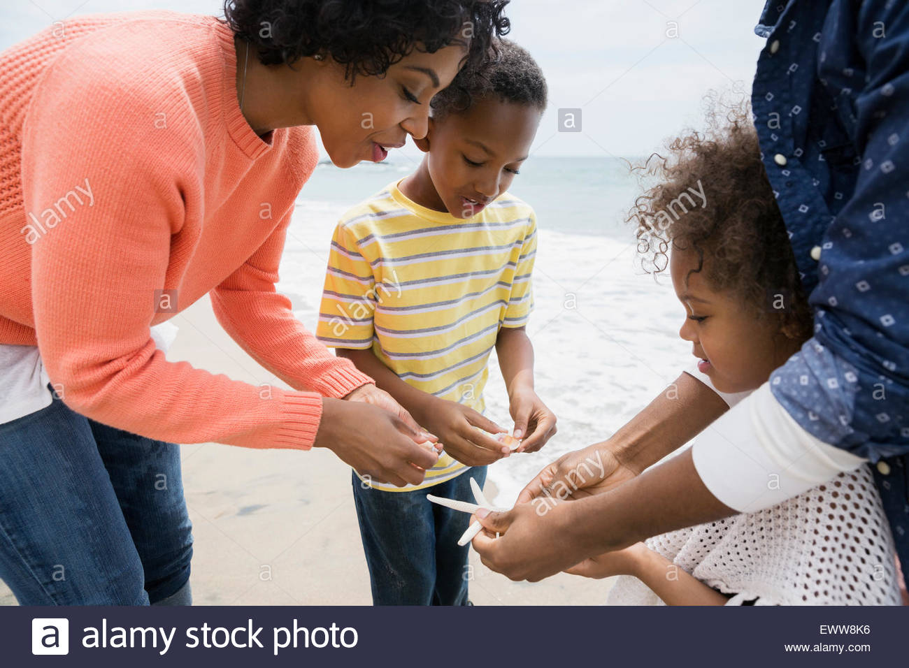 Family gathering seashells on beach Stock Photo