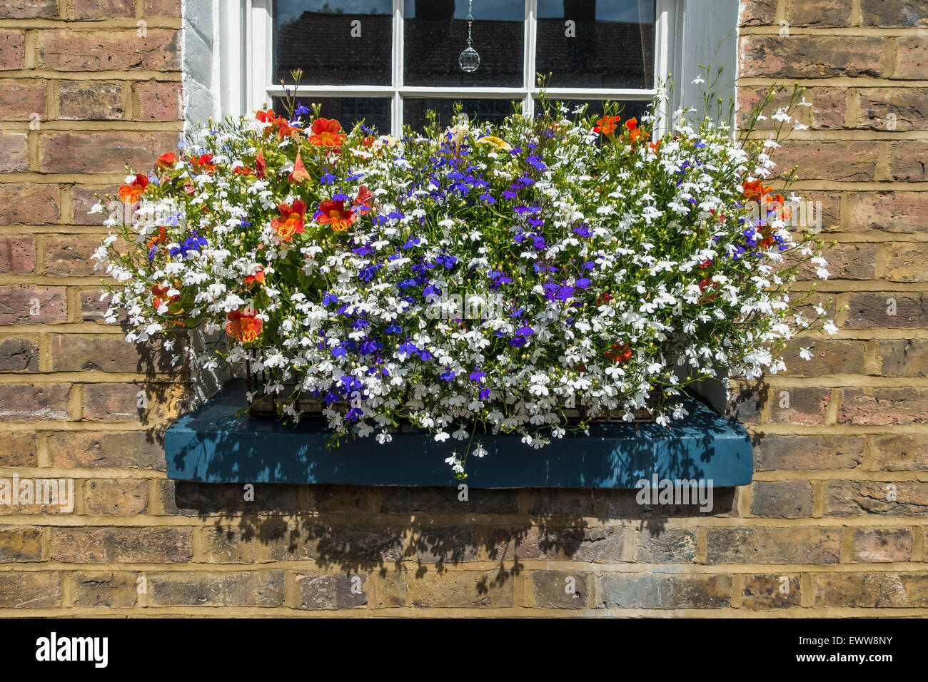 Colourful Window Box Lobelia Mimulas Petunia Stock Photo