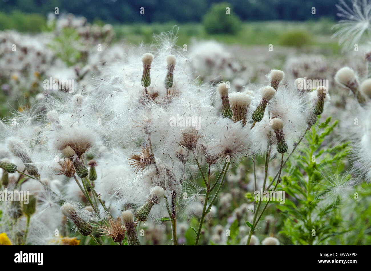 Purpul arctium lappa on green grass background Stock Photo