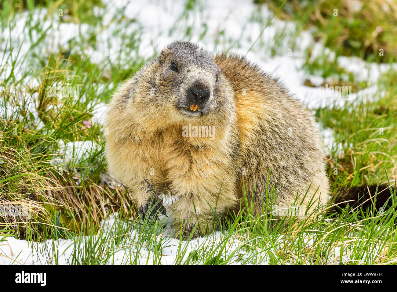 Alpine marmot at Grossglockner. Altitude: 2700m Stock Photo