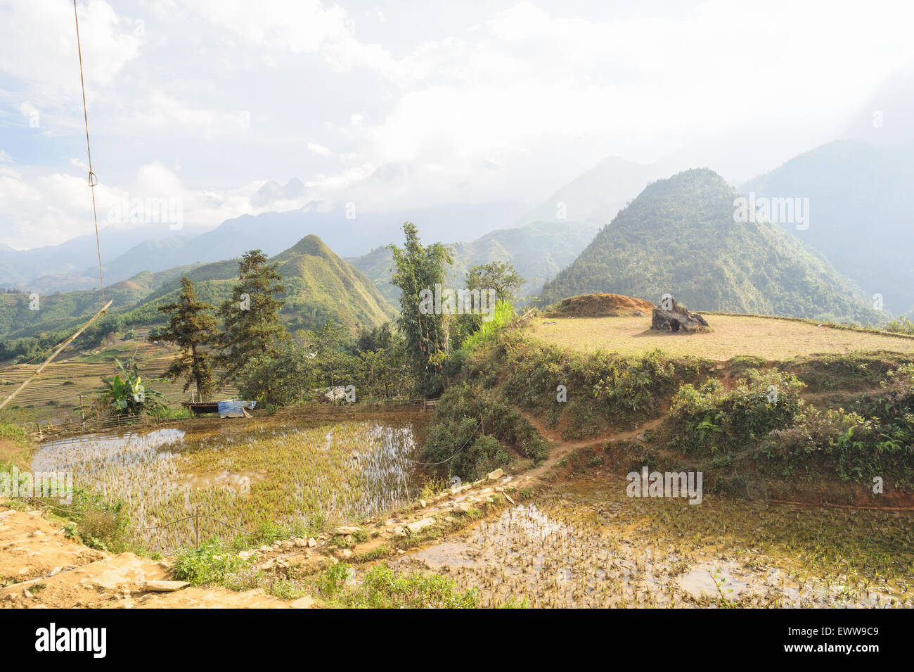 Rice fields on paddy mountain of  Cat Cat Village sapa,Vietnam. Stock Photo
