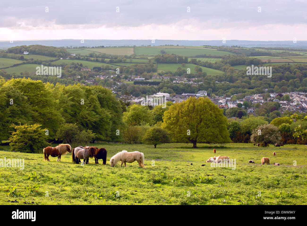 Dartmoor ponies grazing in a field with views towards Okehampton Devon Uk Stock Photo