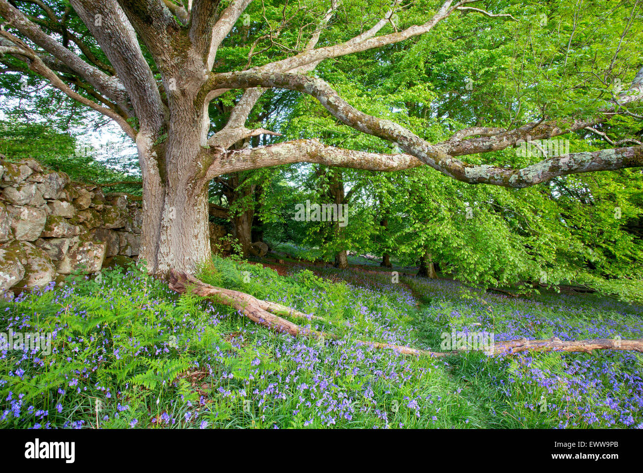 Bluebells under an ancient oak tree in woodland at Whiddon Deer Park Devon Uk Stock Photo