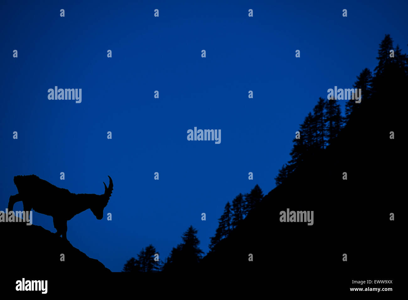 Alpine ibex (Capra ibex) silhouetted against mountain slope with pine trees at night, Alps Stock Photo