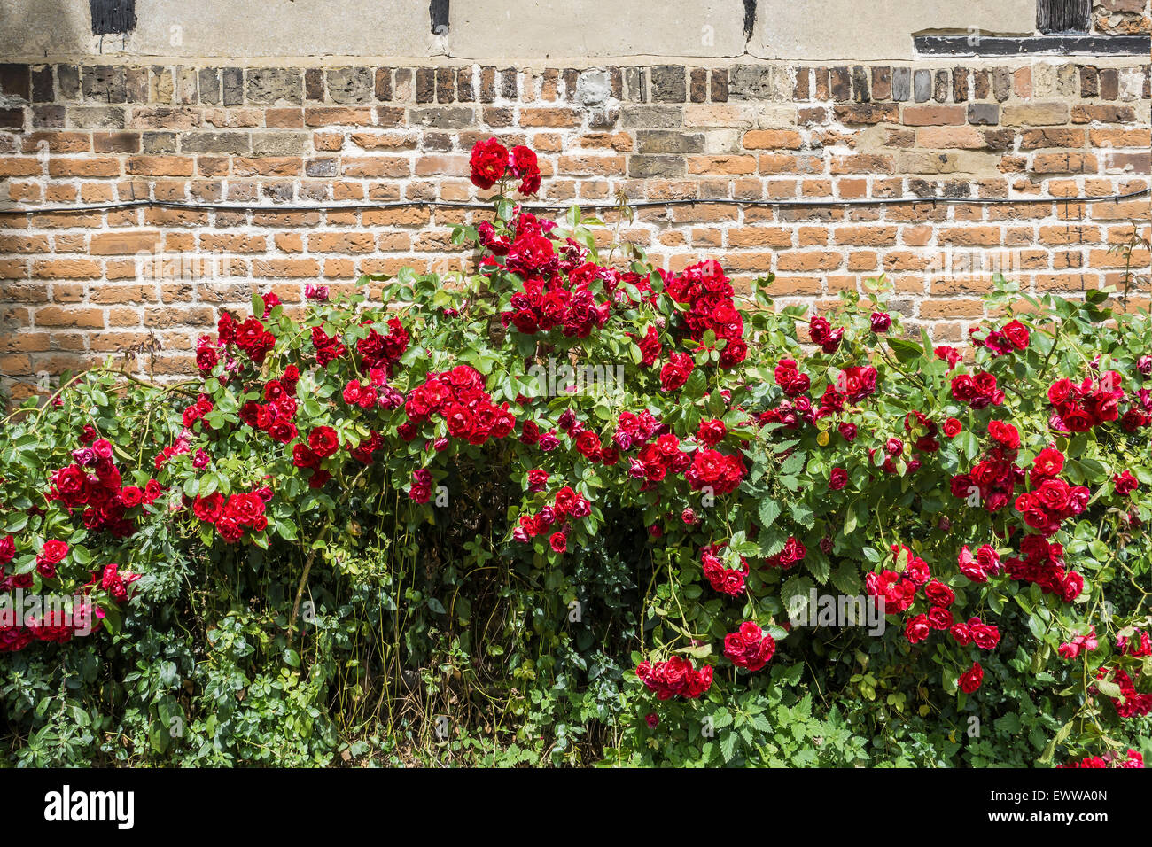 Red roses growing against old wall Stock Photo