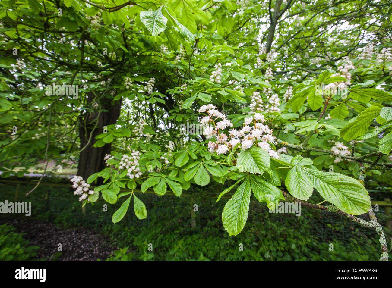 Horse chestnut tree in bloom in Horsington village, Somerset, England. Europe. May. © Paul