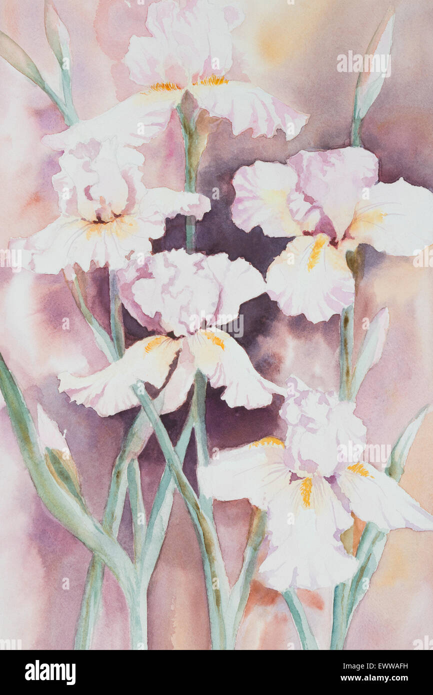 Original watercolour, white irises. Stock Photo