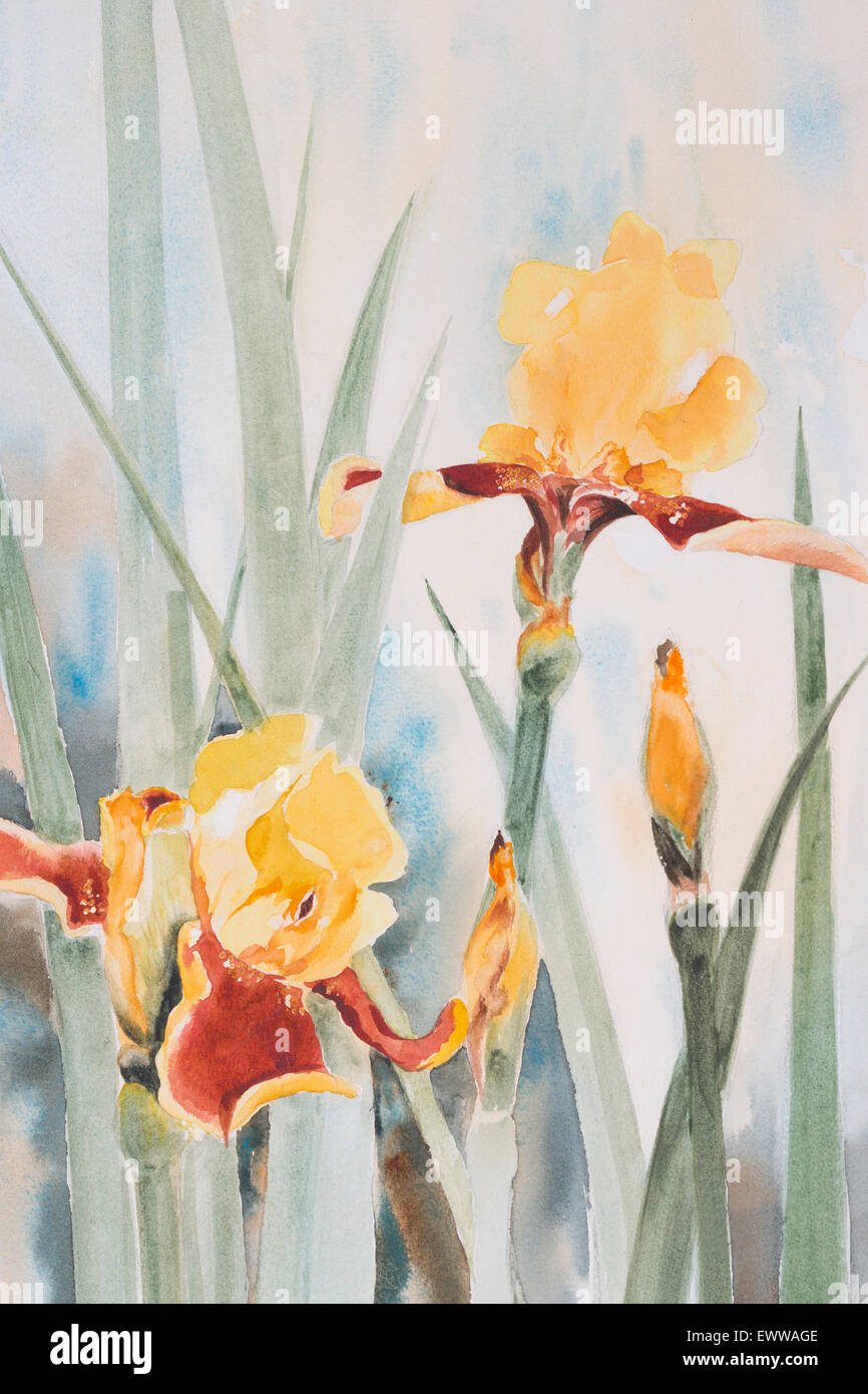 Original watercolour, yellow irises. Stock Photo