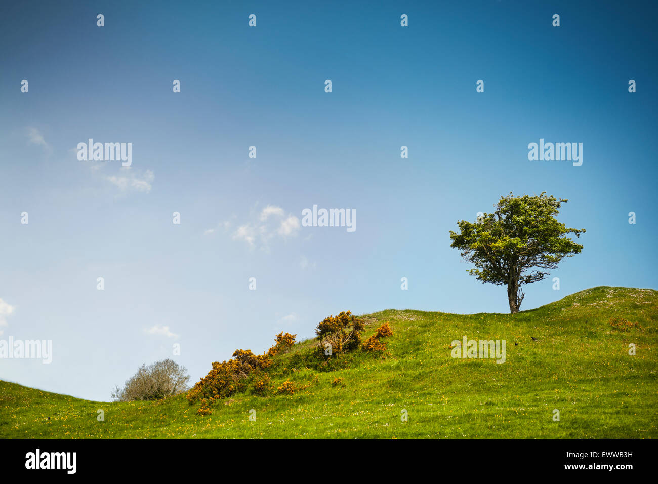 Lonely tree standing country hi-res stock photography and images - Alamy