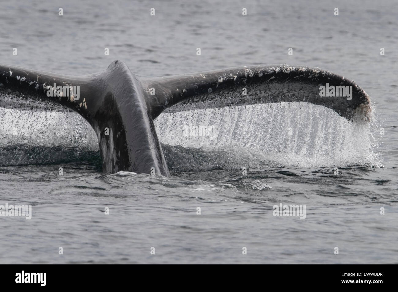 The powerful fluke of a Humpback Whale (Megaptera novaeangliae) signals a deep dive, Frederick Sound, Southeast Alaska. Stock Photo
