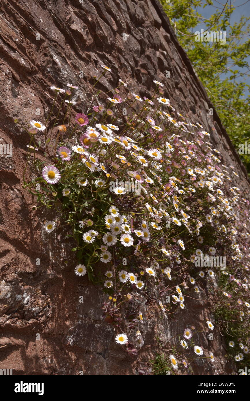 Daisys on a wall. Stock Photo