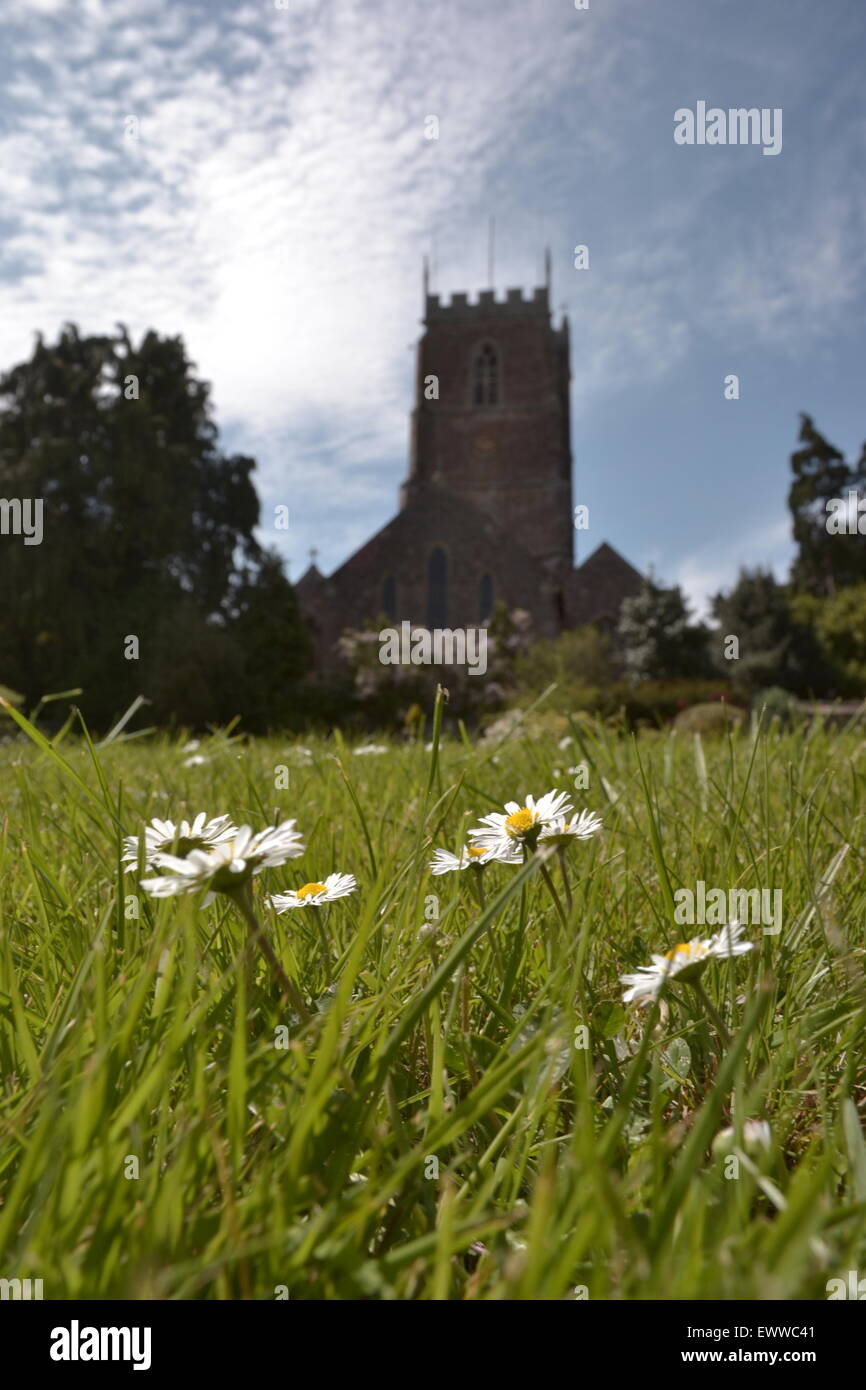 Daisys infront of Dunster Church. Stock Photo