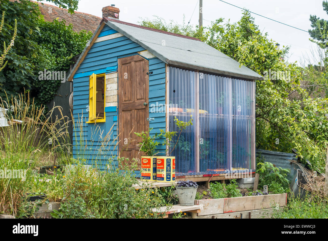 Allotment Shed Conversion to Greenhouse or Potting Shed Stock Photo