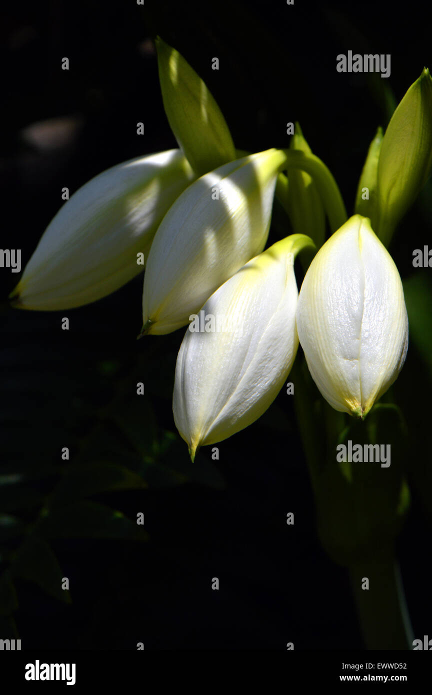 Crinum asiaticum splendens Crinum lily Stock Photo