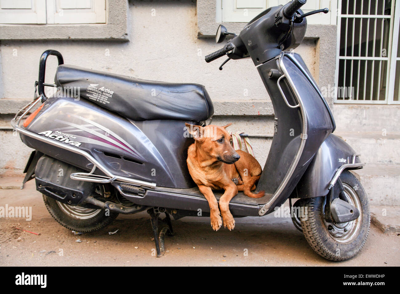 Dog rests on a scooter motorbike seen during Heritage Walk organised daily by The Ahmedabad Municipal Corporation in Old walled Stock Photo