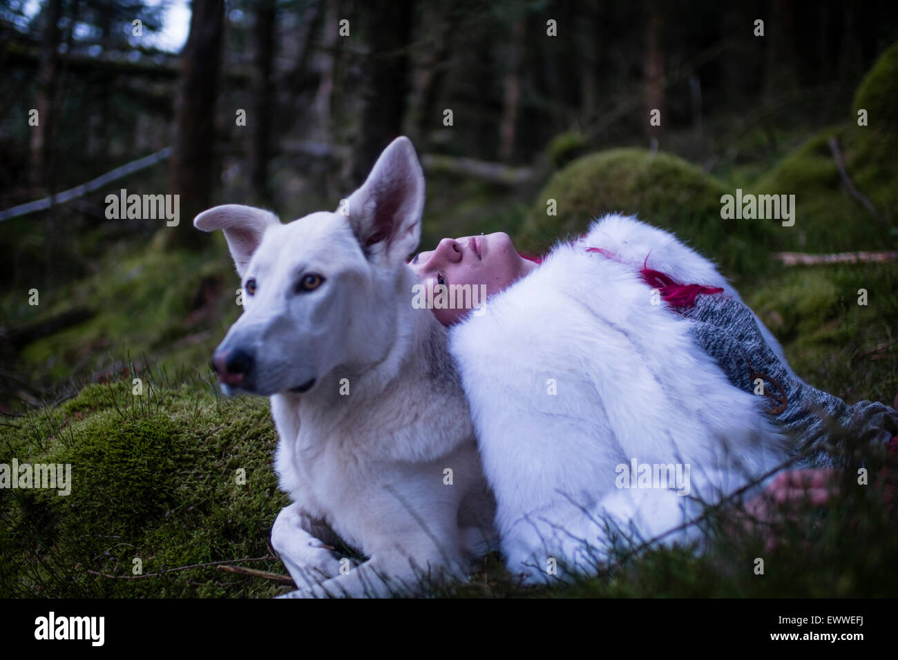 The stuff of dreams and nightmares: A young red haired caucasian woman girl alone sleeping  in a dark pine forest with a white wolf-like dog Stock Photo