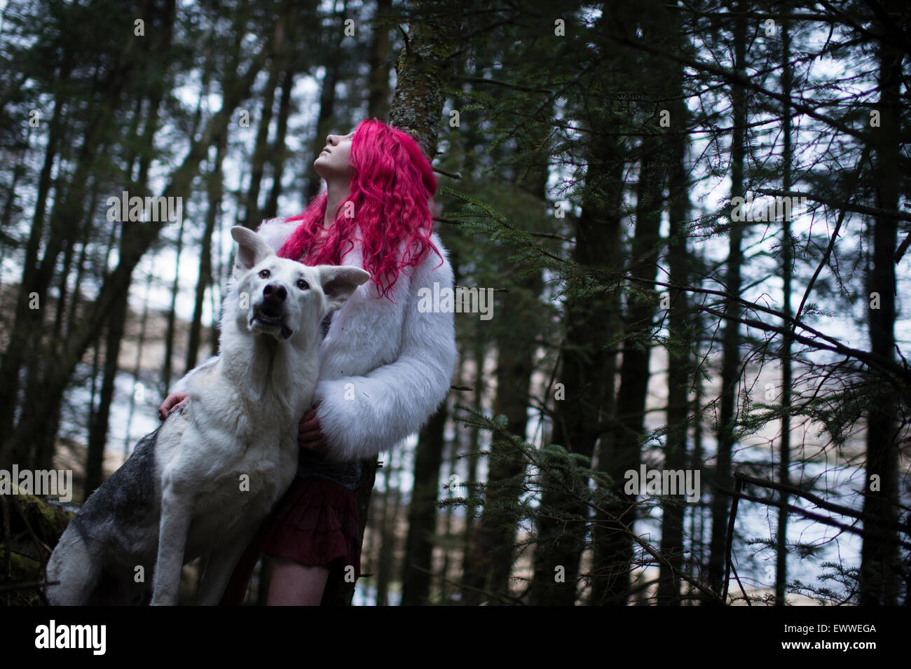 The stuff of dreams and nightmares: A young red haired caucasian woman girl alone in a dark pine forest with a white wolf-like dog Stock Photo
