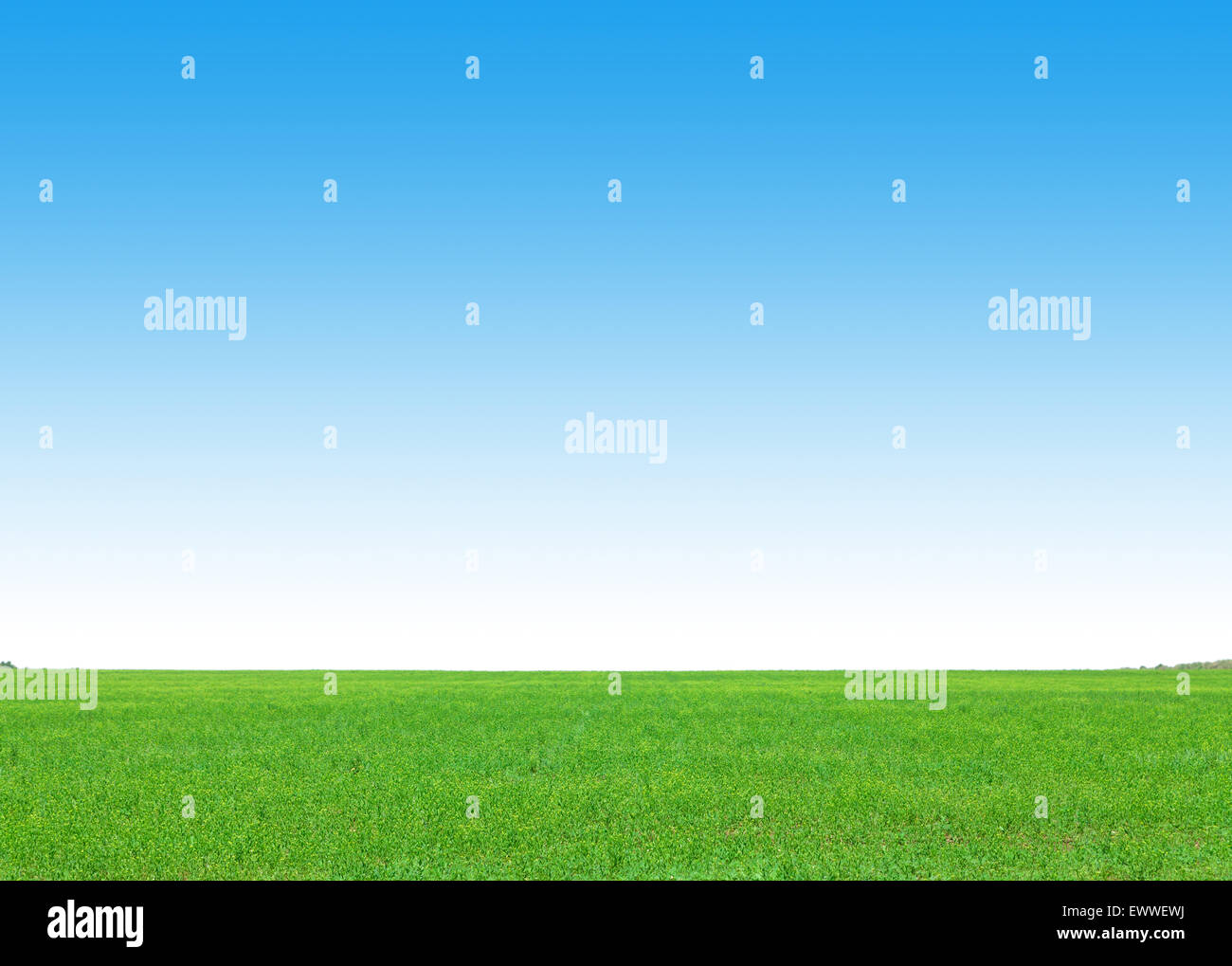 Green grass field and clear blue sky background Stock Photo