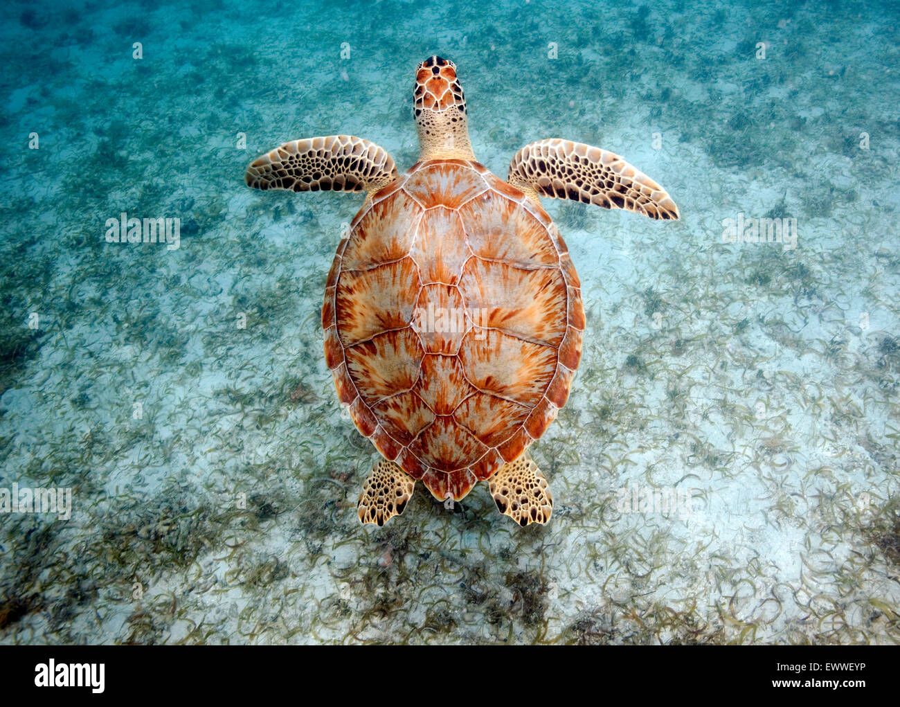 A Green Sea Turtle Swims Over A Sea Grass Bed Off Maho Beach