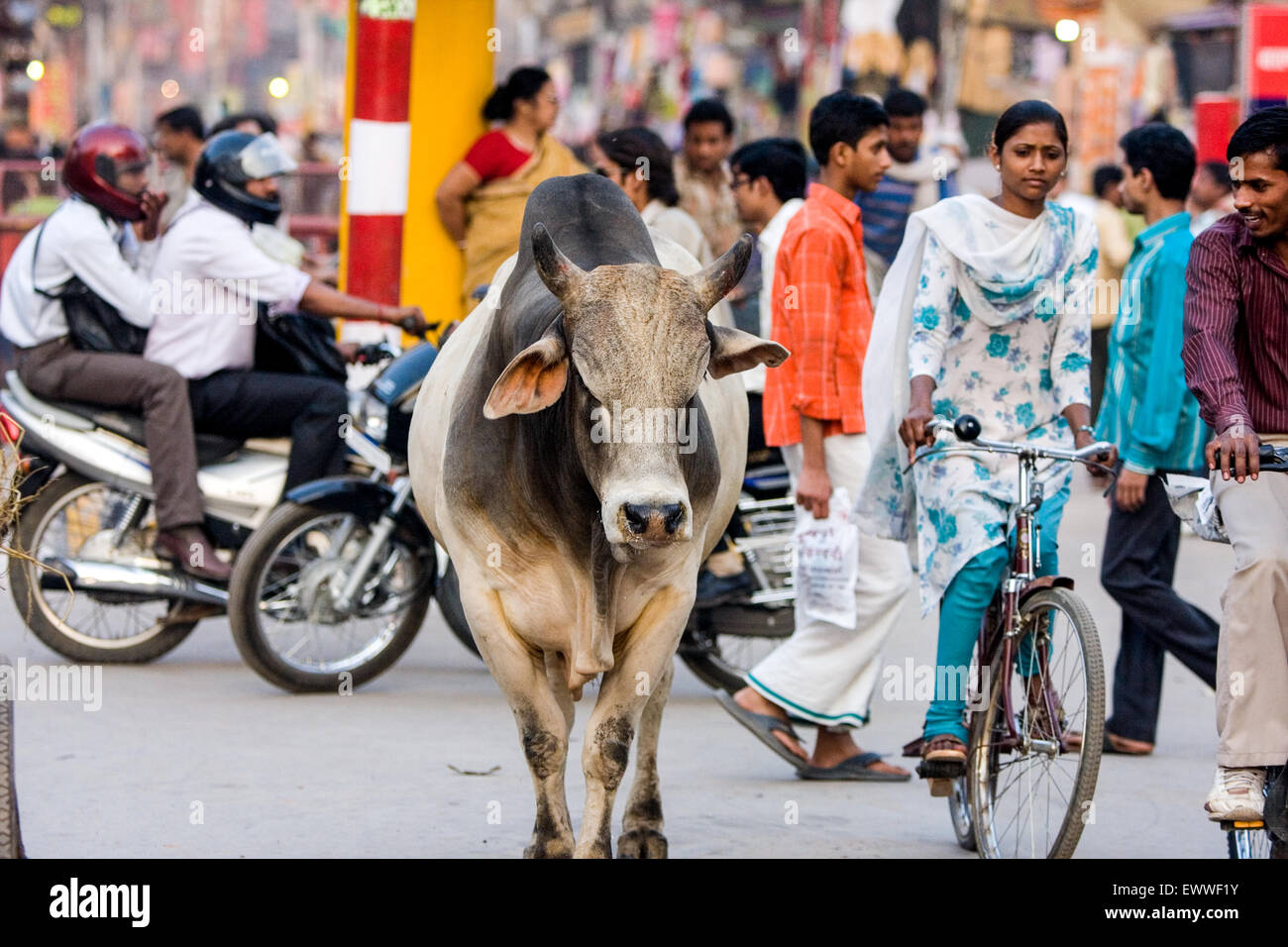 Sacred Brahmin bull / cow wanders through the street. Here at Gadolia Chowk a busy shopping distrct / area of Varanasi. The cul Stock Photo