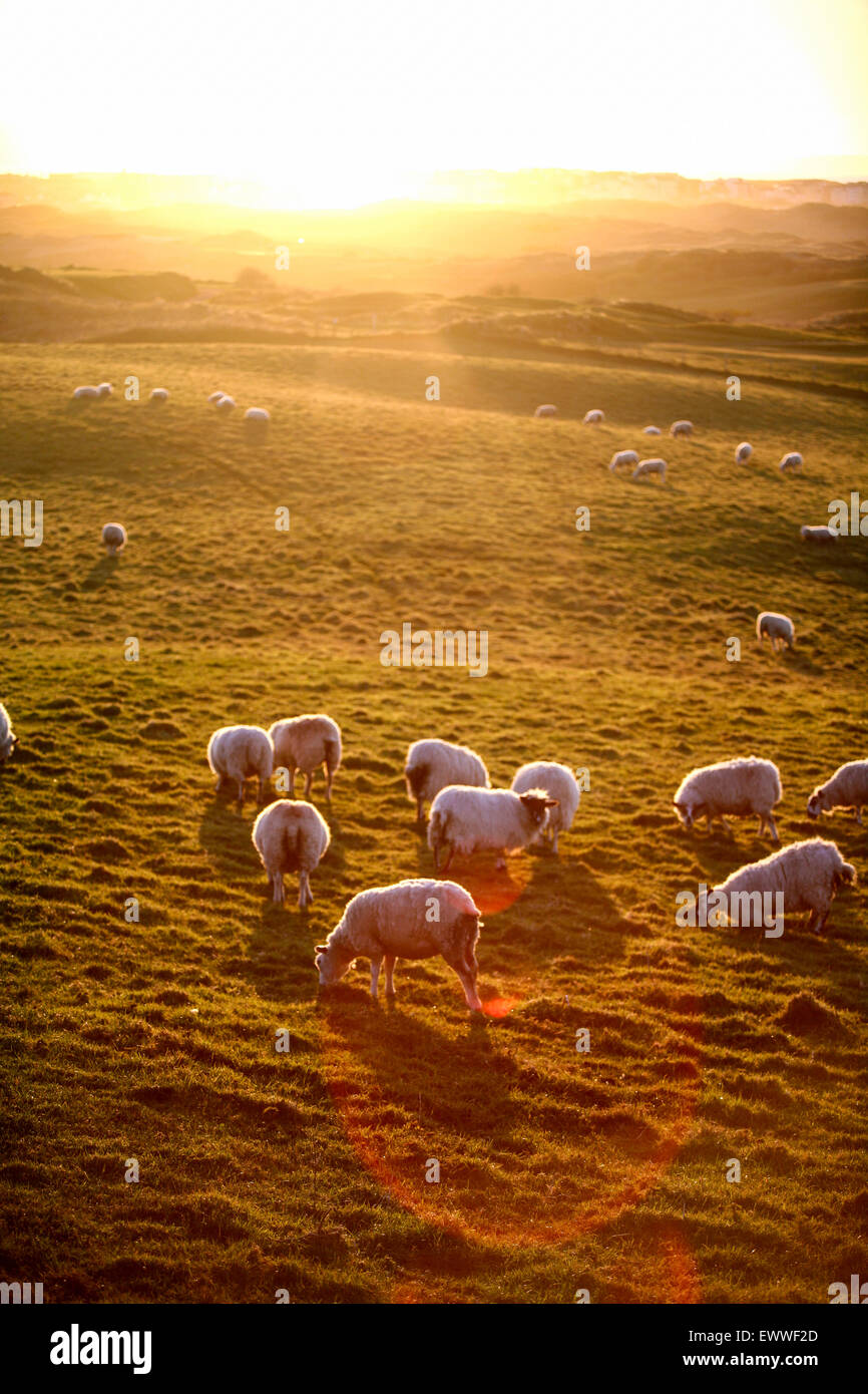 Sun setting and grazing sheep in the countryside just east of ...