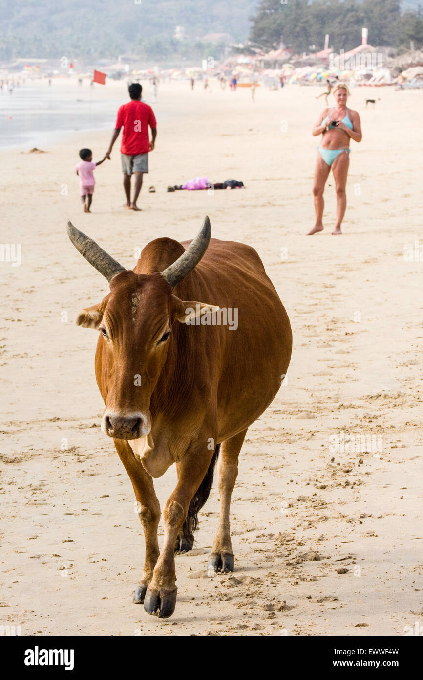 Tourists and sacred cows at Calangute Beach, Goa State, India, Asia.  Stock Photo