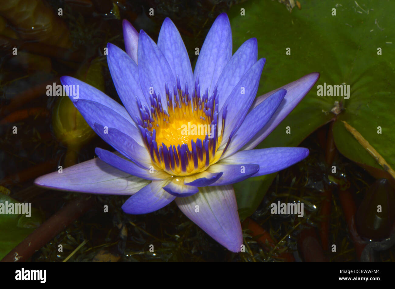 Blue waterlily flower Latin name Nymphaea sp.Waterlily Blue Stock Photo