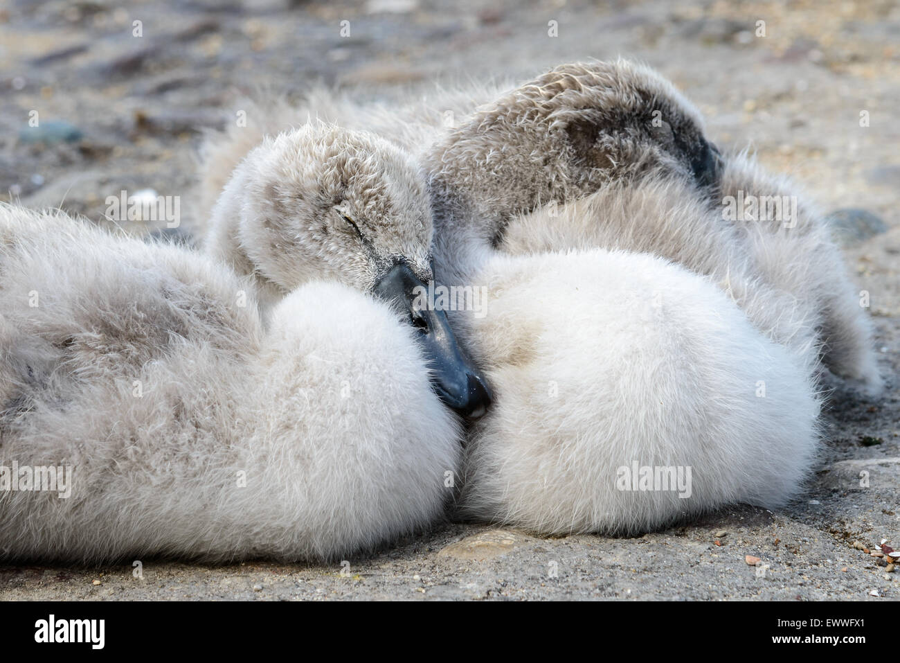 Two cute cygnets are sleeping Stock Photo