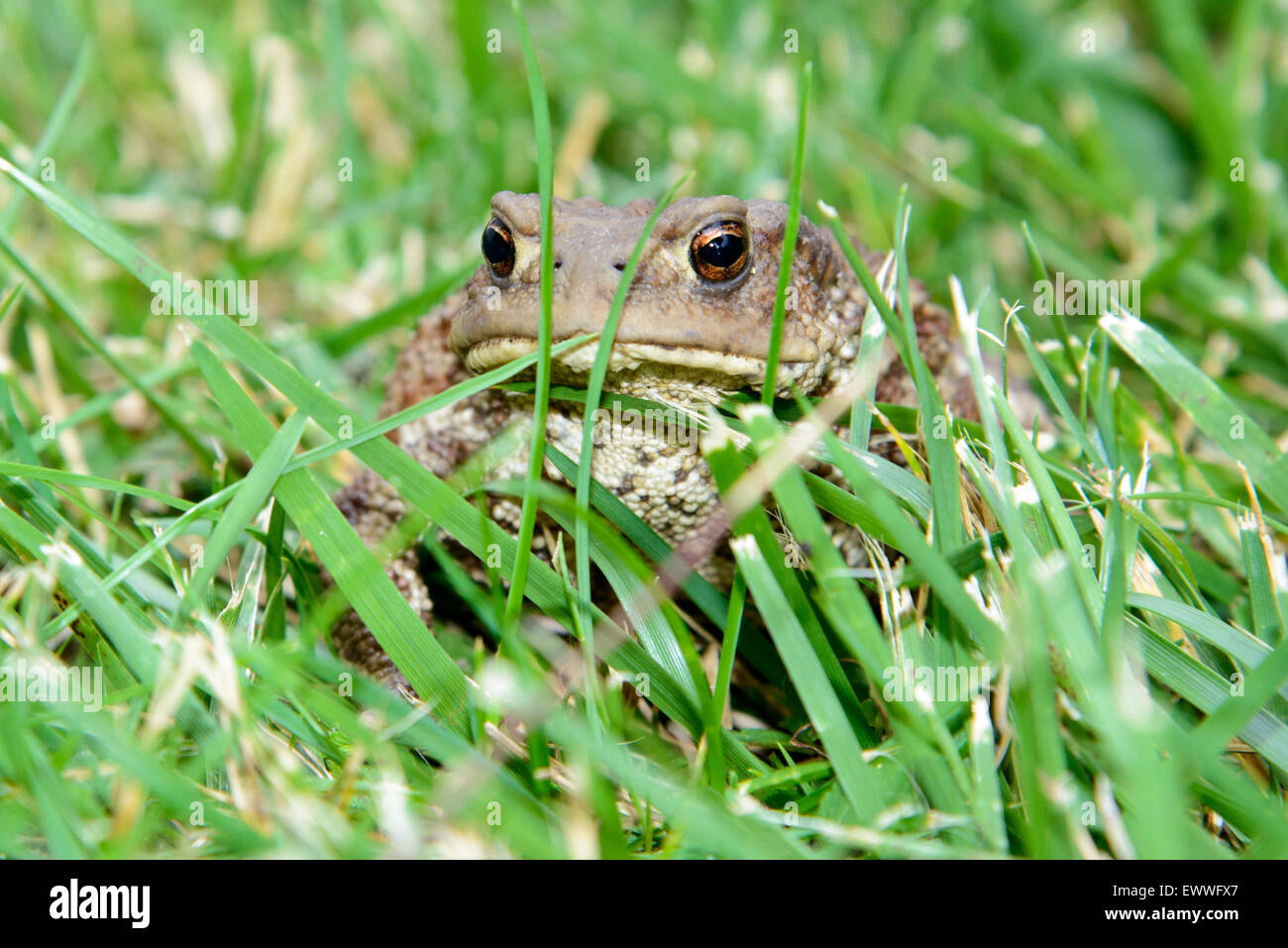 Closeup of an European common toad, bufo bufo, sitting in the grass Stock Photo
