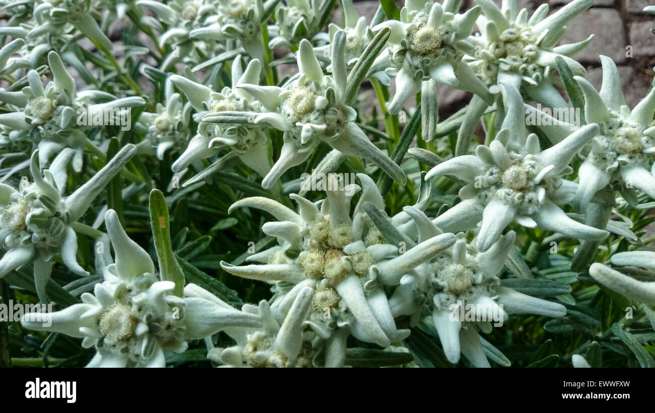 group of Edelweiss (Leontopodium alpinum), as background Stock Photo