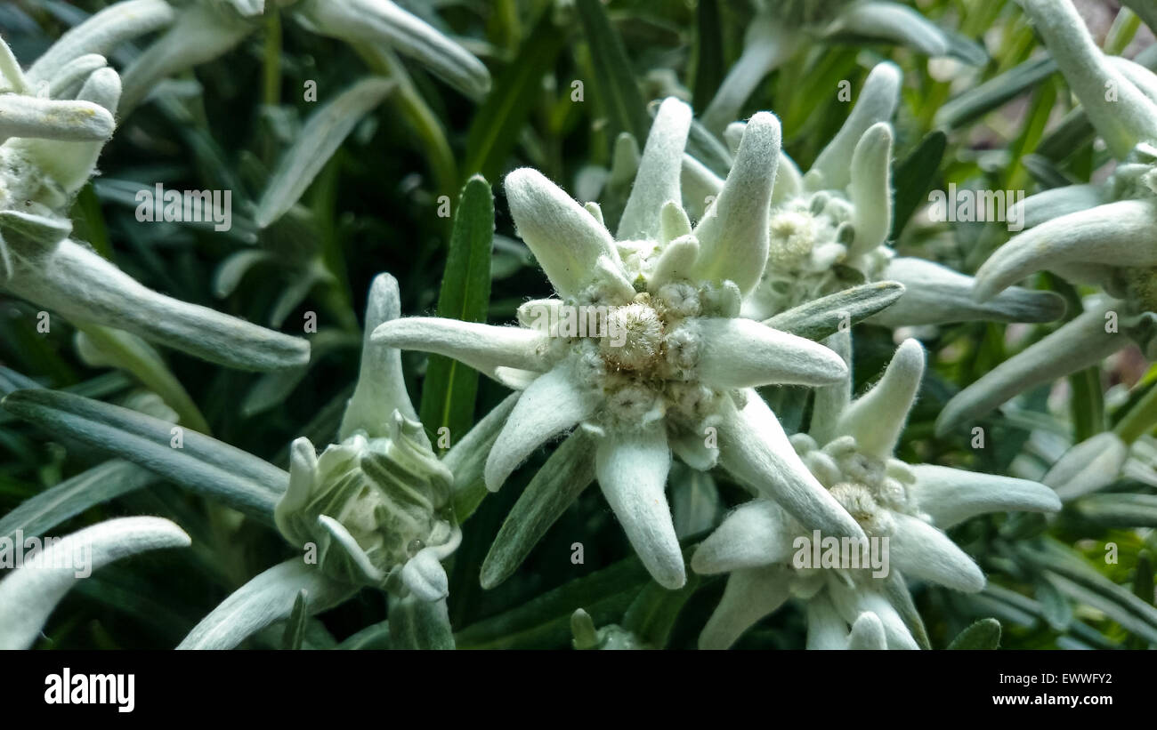 group of Edelweiss (Leontopodium alpinum), close up Stock Photo