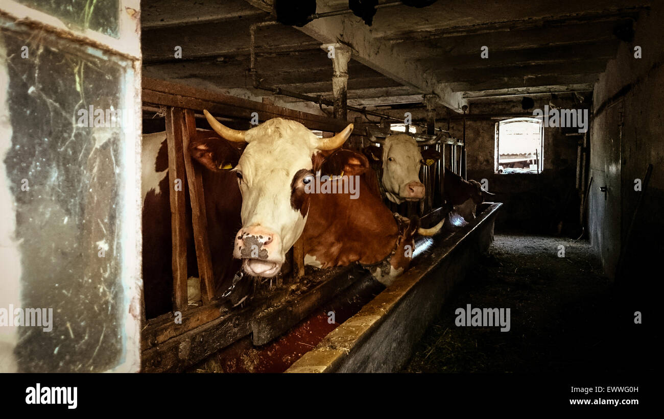 Four cows in the old stable for cattle, retro style Stock Photo