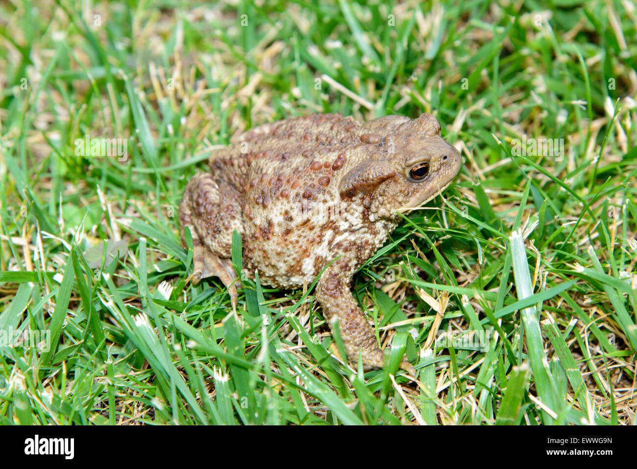 Closeup of an European common toad, bufo bufo, sitting in the grass Stock Photo