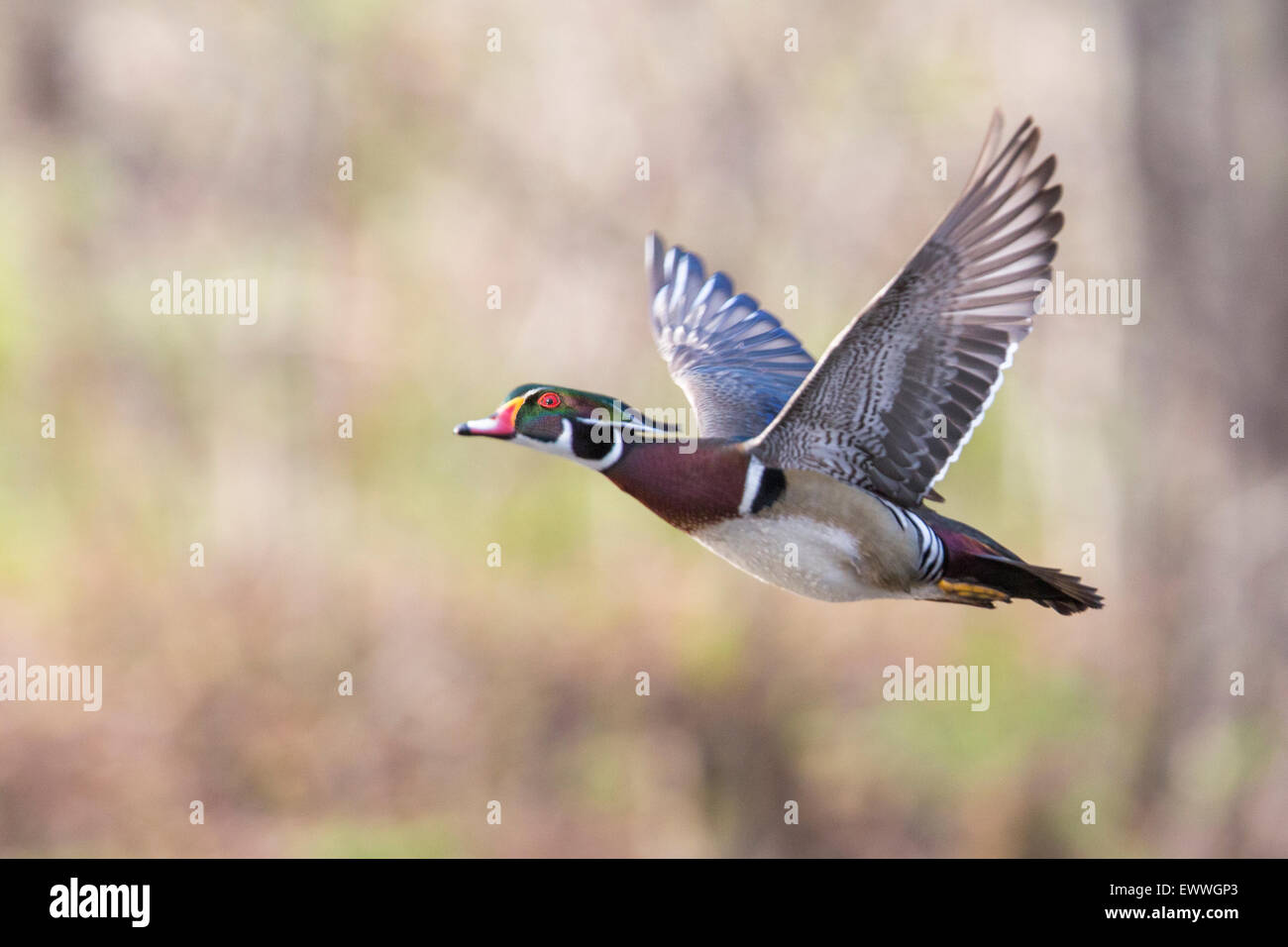 Male Wood Duck in flight Stock Photo Alamy