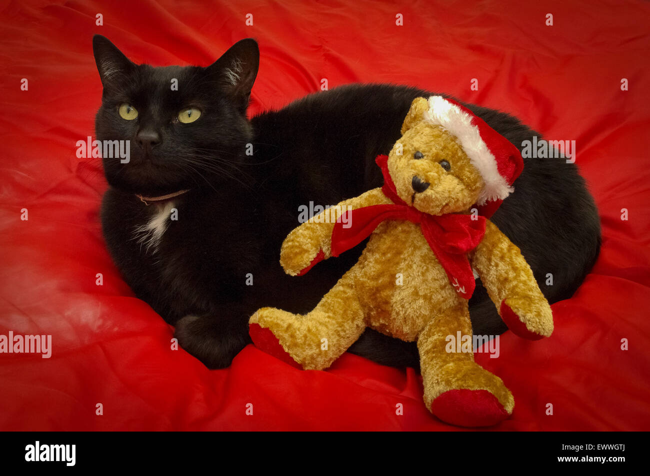 black cat teddy bear