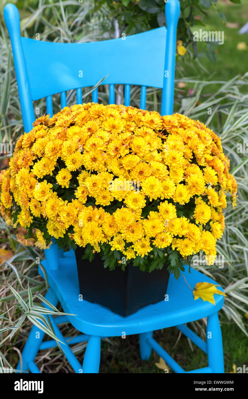 A striking yellow chrysanthemum on a pretty blue chair in the garden. Stock Photo