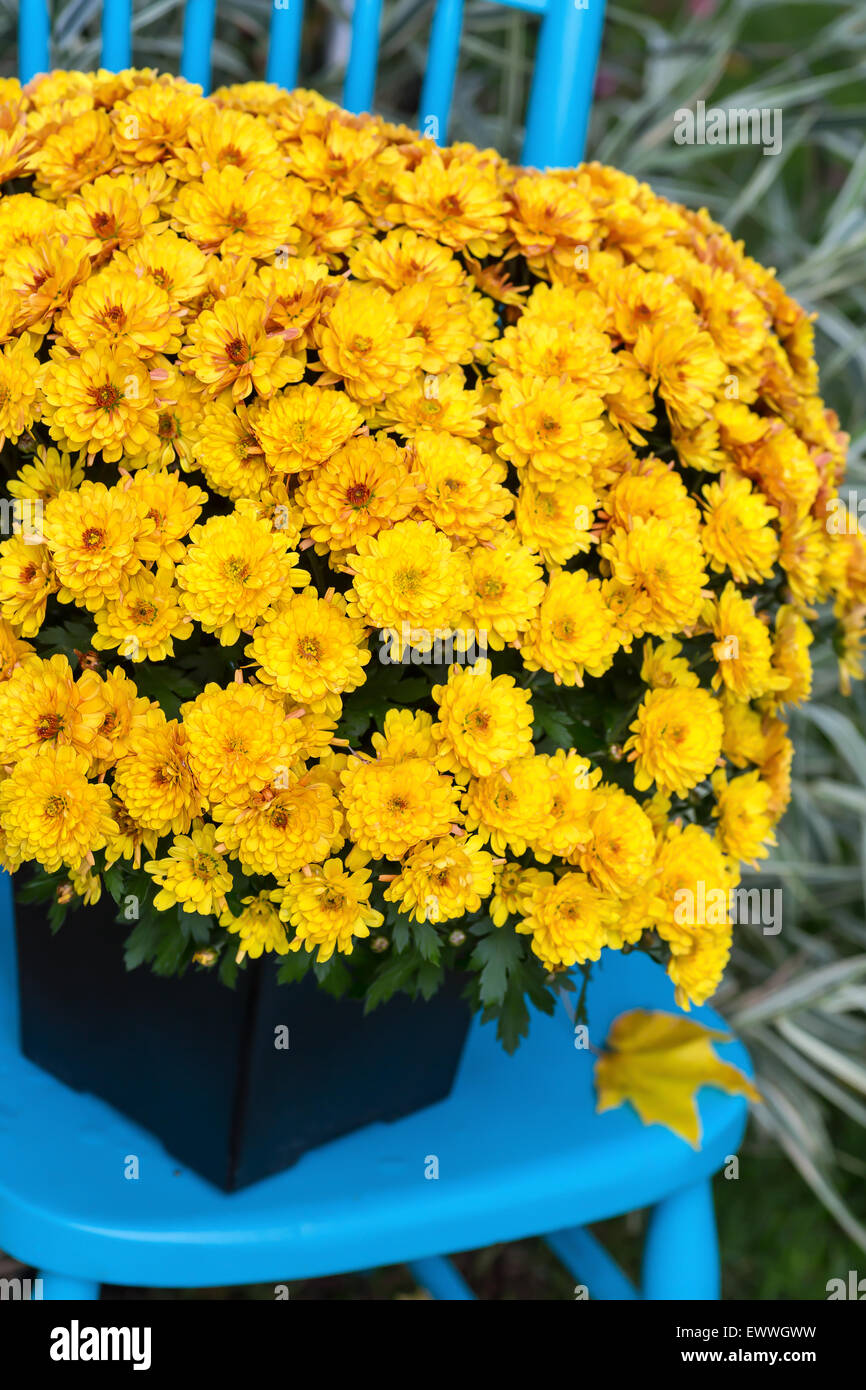 A striking yellow chrysanthemum on a pretty blue chair in the garden. Stock Photo