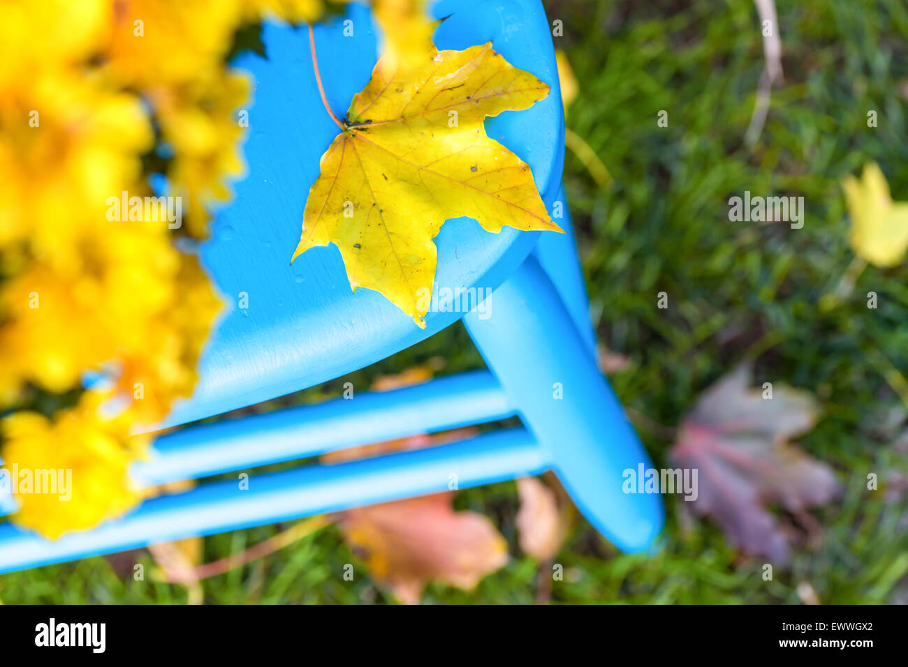 Fall maple leaf on a pretty blue chair in the garden. Stock Photo