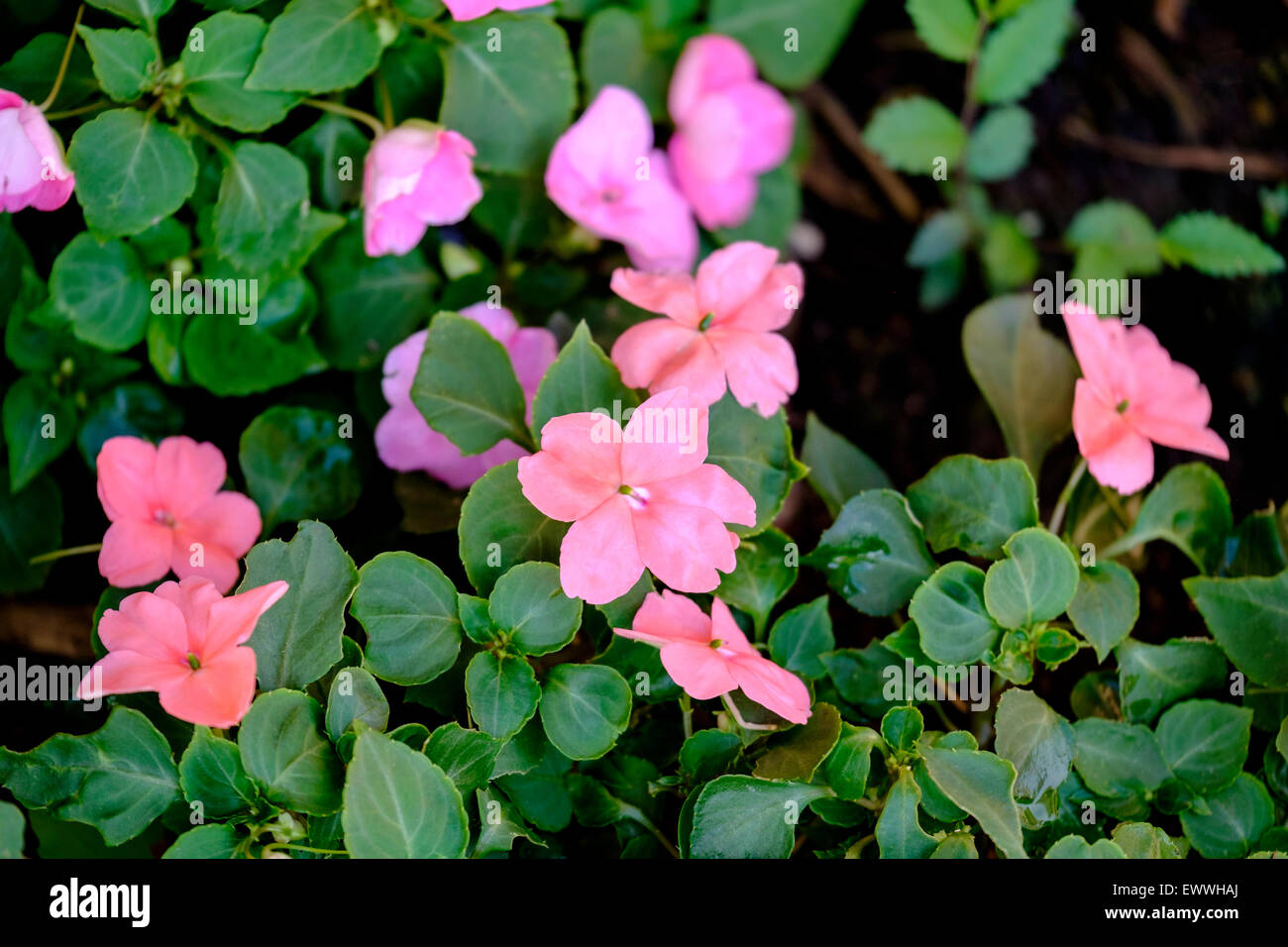 Impatiens, coral and pink colors in a shady flower bed. USA. Stock Photo