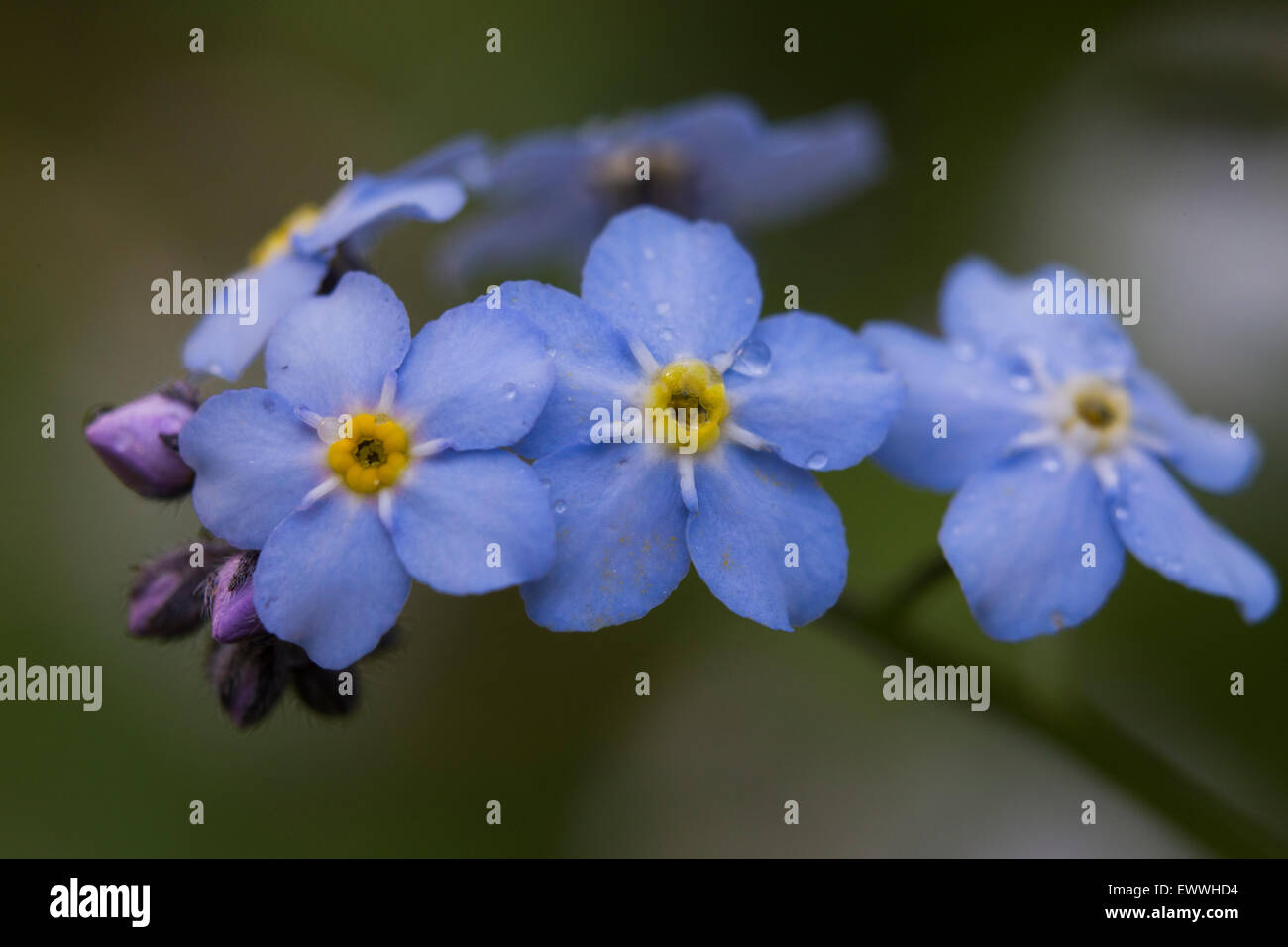 Forget-me-not close up. Stock Photo