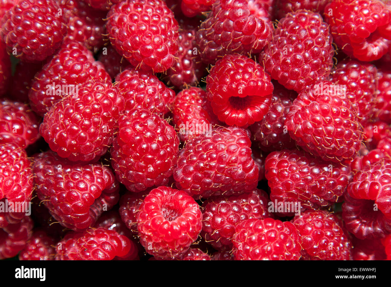 Delicious juicy pink raspberries background Stock Photo