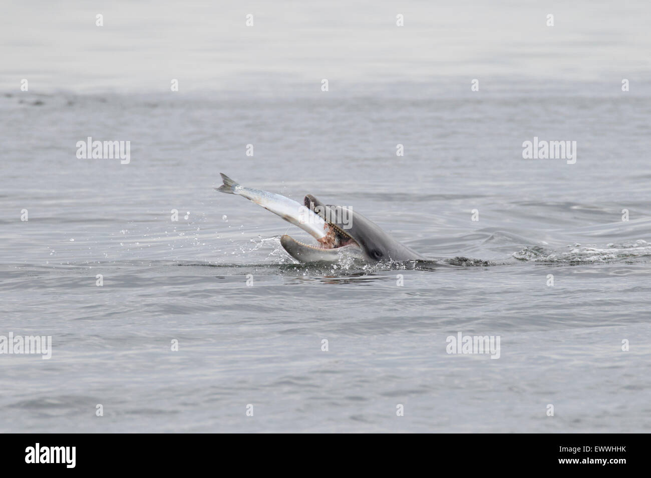 Bottlenose dolphin (Tursiops truncatus) eating a fish (salmon, Salmo salar), Chanonry Point, Moray Firth, Highlands, Scotland UK Stock Photo