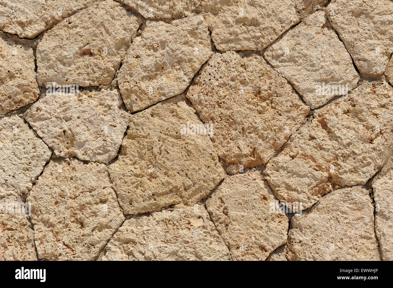 Close up of wall stones with mollusc tracks Stock Photo